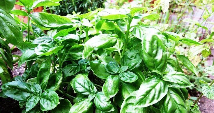 How to Get Rid of Mosquitoes: Using Basil