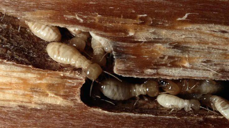 What Do Termites Look Like In Wood