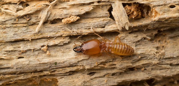 What Do Termites Look Like On Wood