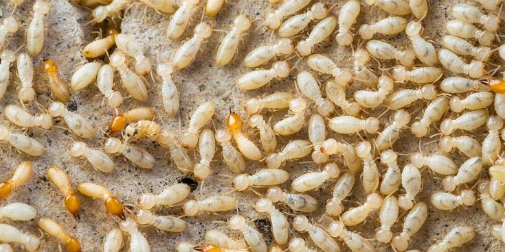 What Do Termites Look Like Without Wings
