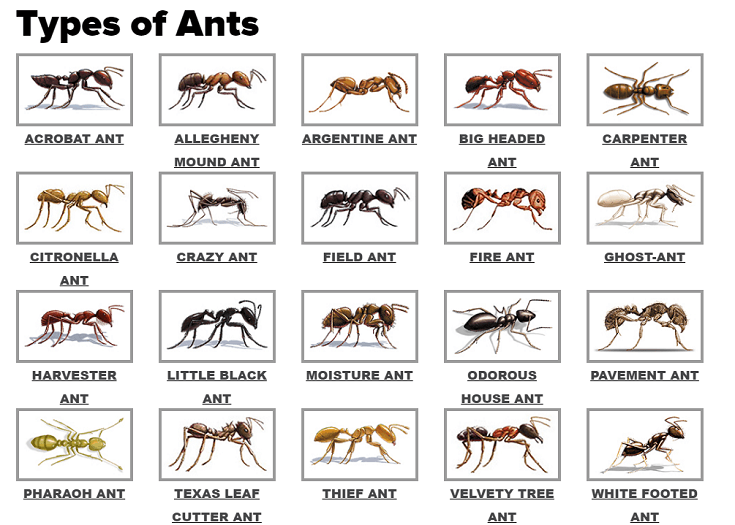 Type of Ants